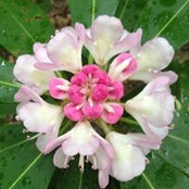 Rebecca Crew's photo