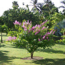 trees