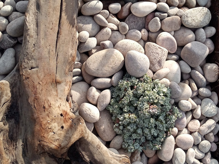 River Rock Landscape