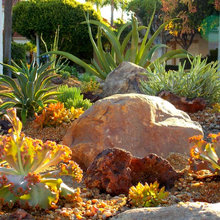 Front yard