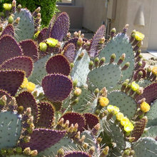 cactus plants