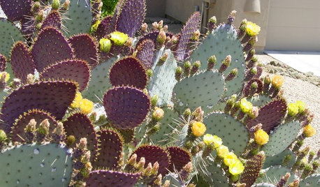 Great Design Plant: Santa Rita Prickly Pear for Purple Appeal