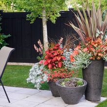 Containers and Window boxes