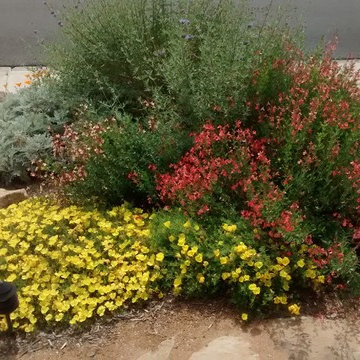 Mission Viejo Habitat Front Yard