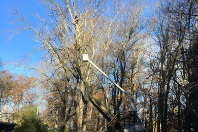 Emergency Tree Removal Media Pa