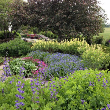 Baptisia in the Sundial Garden
