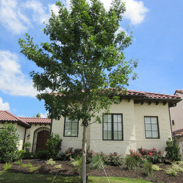 Red Oak Tree