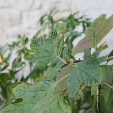 Jardin Colombiens Méditerranéen (Colombes - 92)