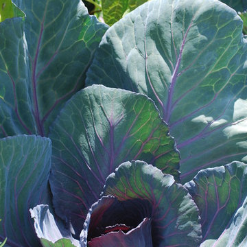 G A R D E N - The Edible Garden