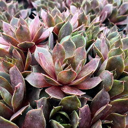 Current Featured Plants - Products