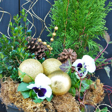 Containers in the garden