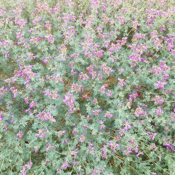 Dalea greggi_Trailing Delea (Indigo Bush)