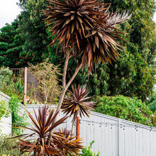 Backyard project