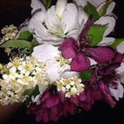 Susan Green-Cullum's photo