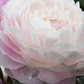 Peony Cove's photo