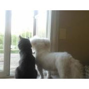 Ronald Gibbons's photo