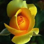 Rose McNay's photo