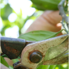 Stumped Tree Service