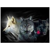 Angie Schonarth's photo