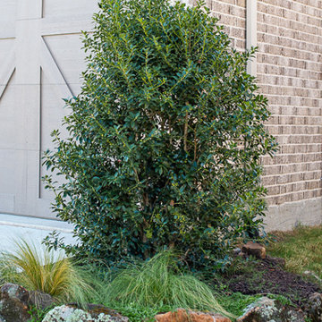 Evergreen Trees & Shrubs