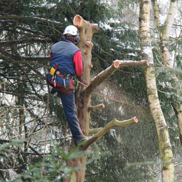 San Diego Tree Removal Services