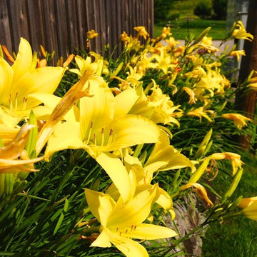 Day Lily