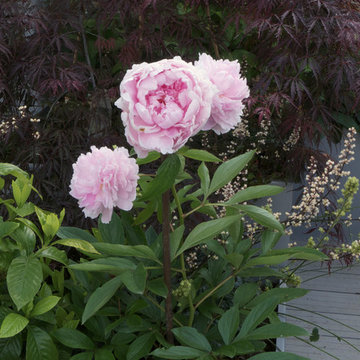 rooftop garden