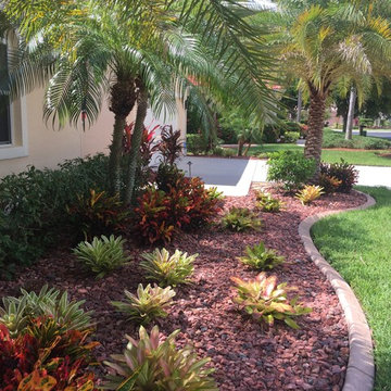Bromeliads garden