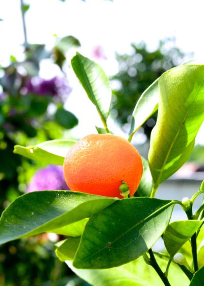 Сад by Julia Schoppe