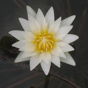 Claudia Piazza's photo