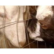 Leona Chick's photo