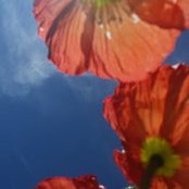 Foto von Dawn Tanner