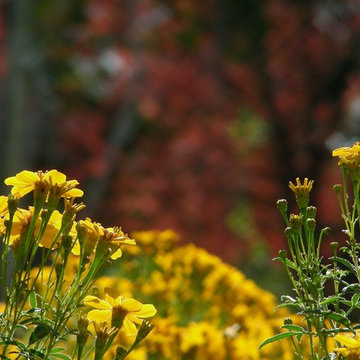 Yards: Turn Any Outdoor Space Into the Garden of Your Dreams