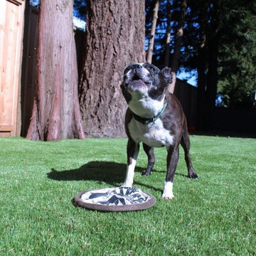 Backyard Synthetic Turf Dog Run
