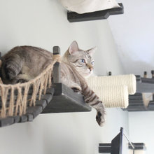 Cat ideas