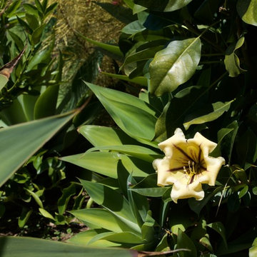 Solandra maxima Cup of Gold vine hides the telephone pole.