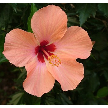 Hibiscus for Summer Gardens