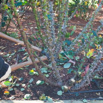 013.Rose Pruning Tips