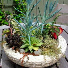 SUCCULENTEN