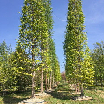 Landscape Designs