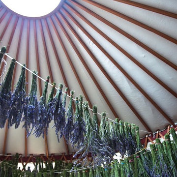 Lavender Harvest for Organic, Biodynamic Essential Oil Distillation