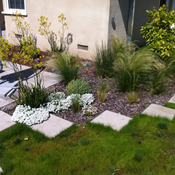 Back yard dry tolerant landscape. garage conversion