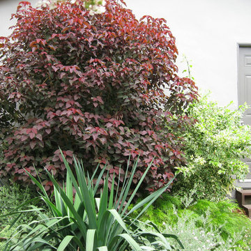 Woodland Garden- Los Feliz
