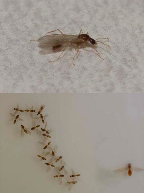 Flying Bugs Collecting In Sink - Tiny Ants In My Bathroom Sink
