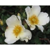 Sheila Sicking's photo