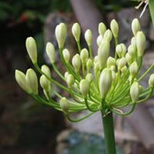 Uncommon Land's photo