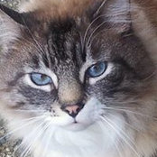 Kitty Harwick's photo