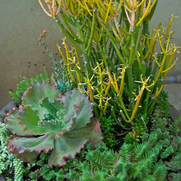 Contemporary Garden Planter adds flair to Mediterranean Garden