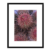 Cotton-Top Cactus Detail, Death Valley National Park, California, 18"x22"