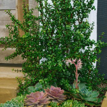 Laguna Niguel Succulent Garden